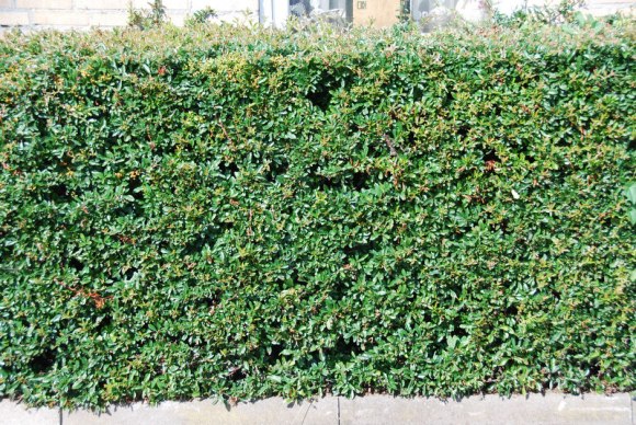 Pyracantha_Orange_Glow_-_06